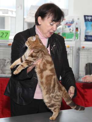 Выставка кошек 'Осенний Кэт-Салон' 30 ноября-1 декабря 2013., WCF-ринги 2546